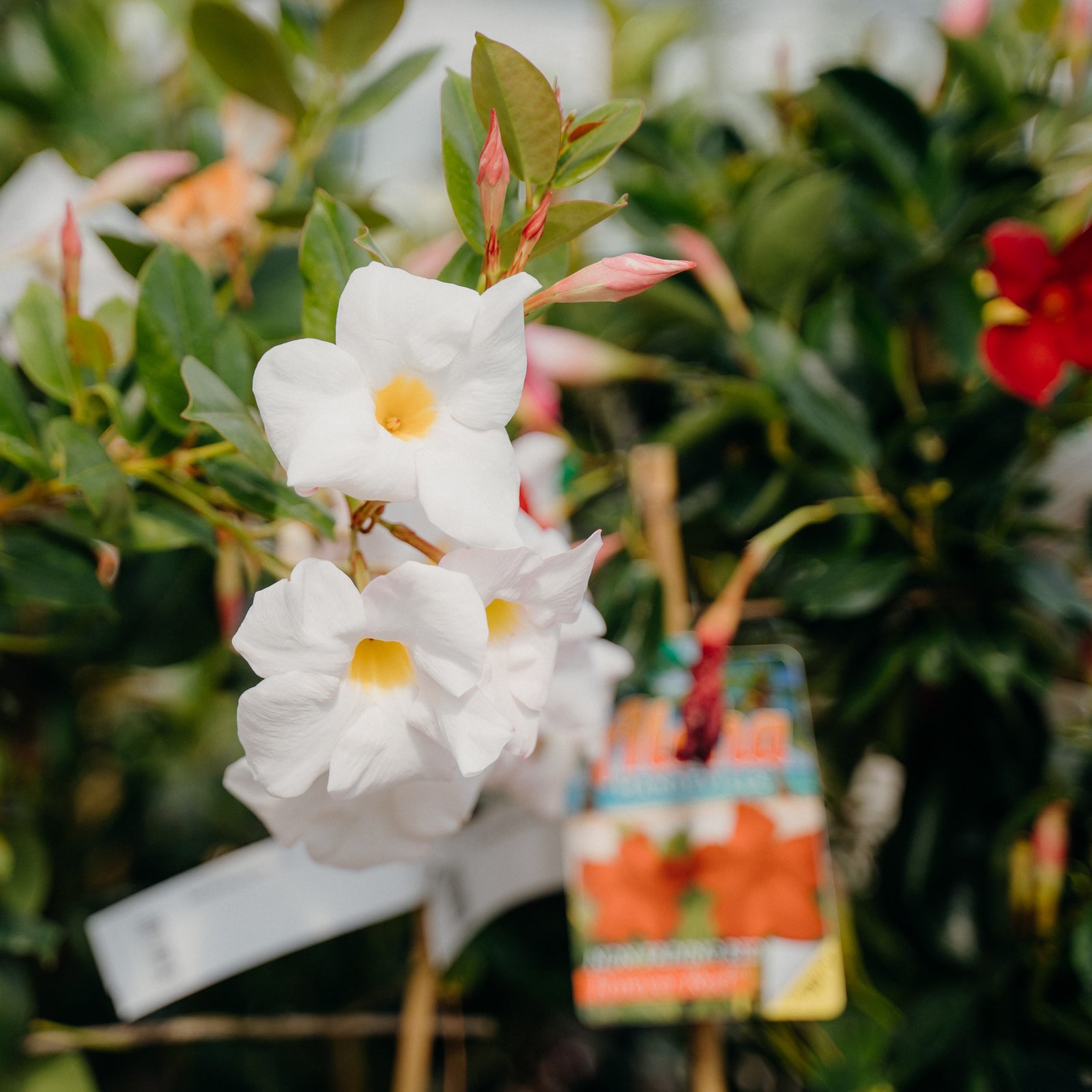 Our Top Tropical Plants