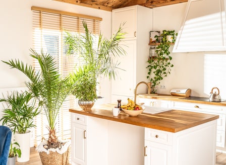 Indoor Plant Summer Styling