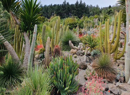 Designing Your Own Cacti Garden