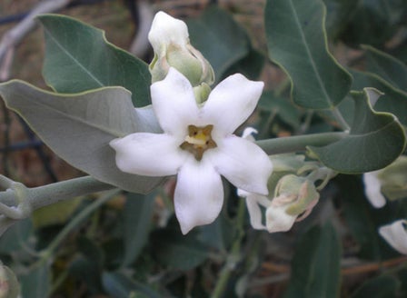 Moth Vine Plant