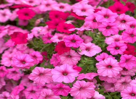 Refresh Your Garden with Spring Colour