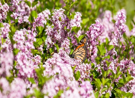 Creating a Butterfly Garden