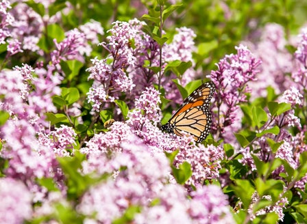 Creating a Butterfly Garden