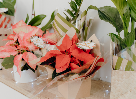 Top Plants for the Festive Season