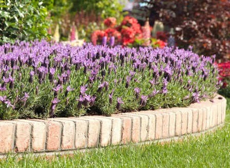 A Love Affair with Lavender