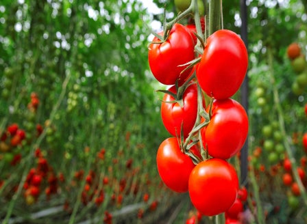 Our Guide to Tomato Varieties