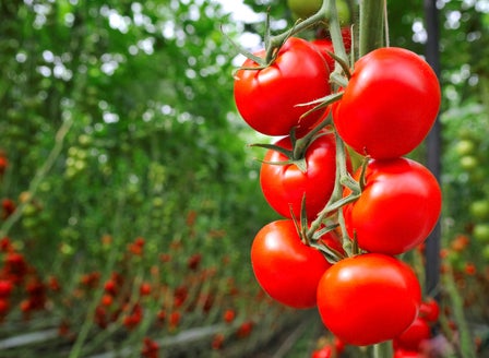 Our Guide to Tomato Varieties