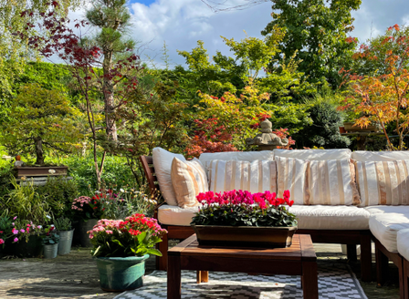 Elevate Your Garden with Winter Colour