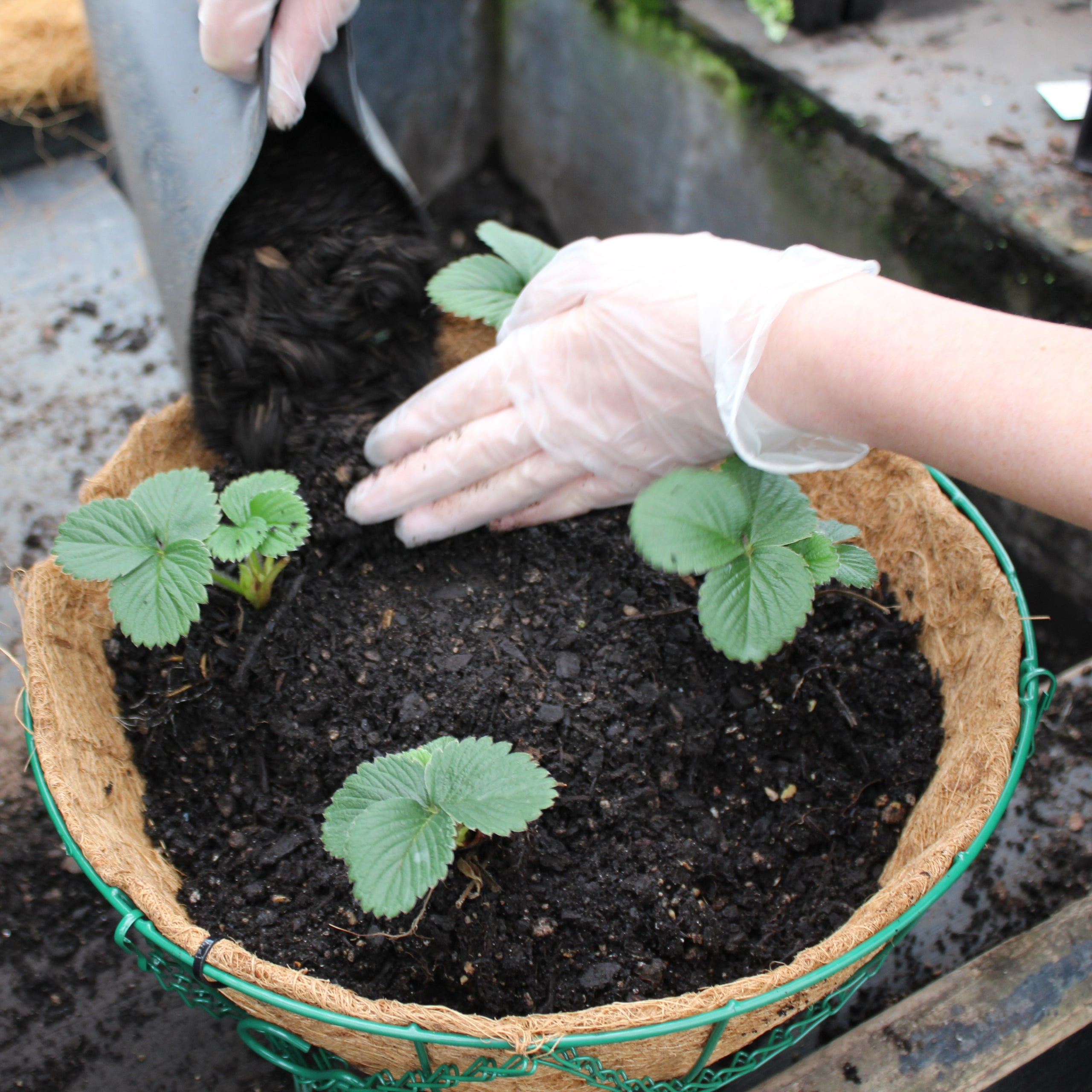 DIY Strawberry Hanging Baskets