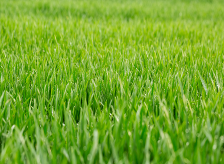 Manicuring The Perfect Lawn