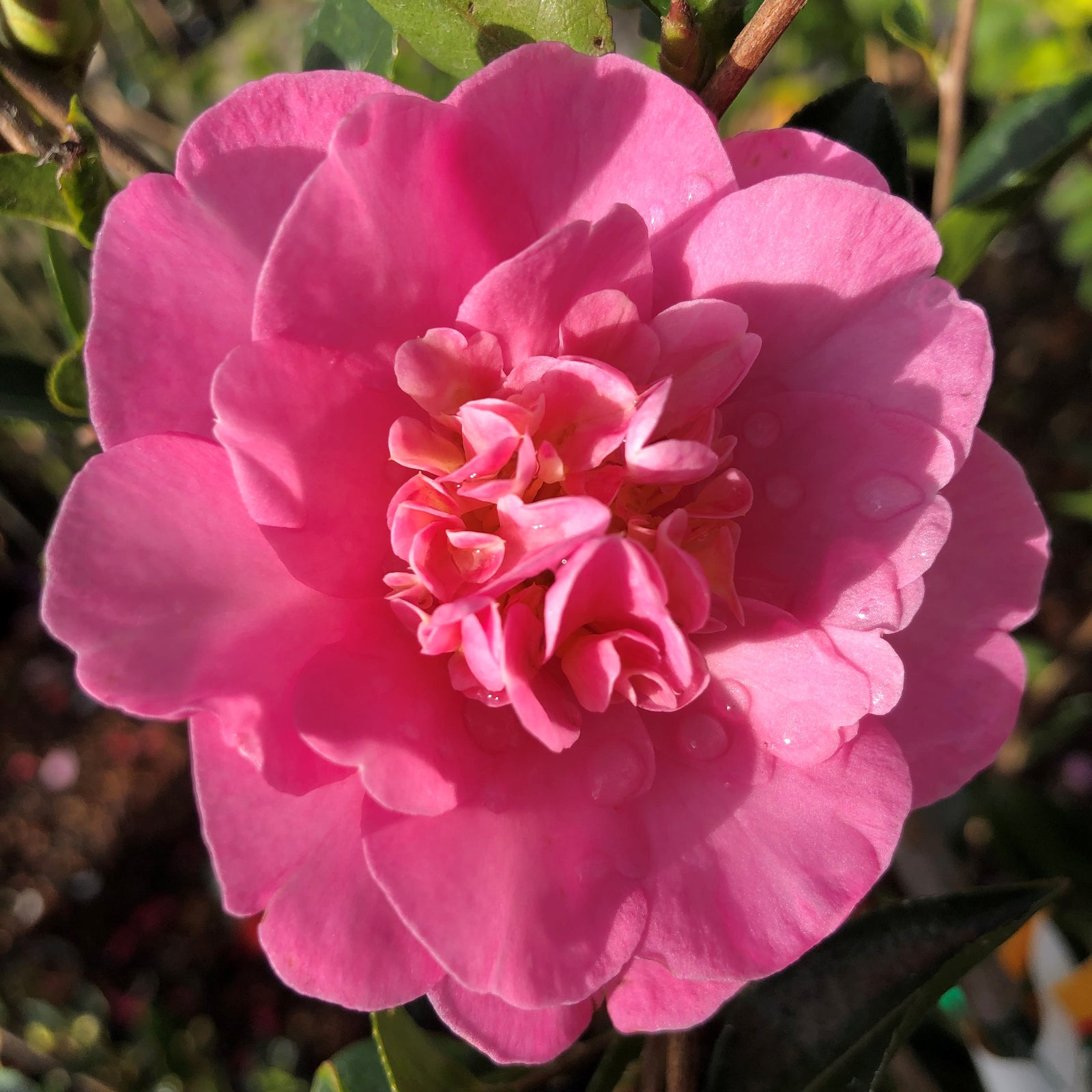 Top Camellia Varieties Featured by the Camellia Society