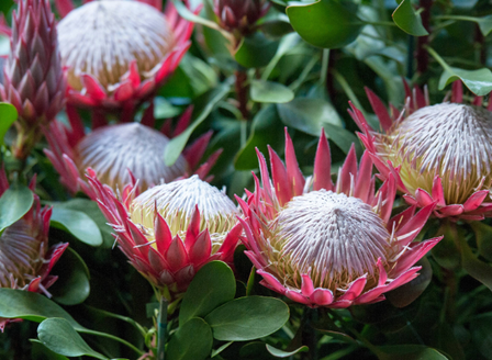 Winter Plants We're Loving