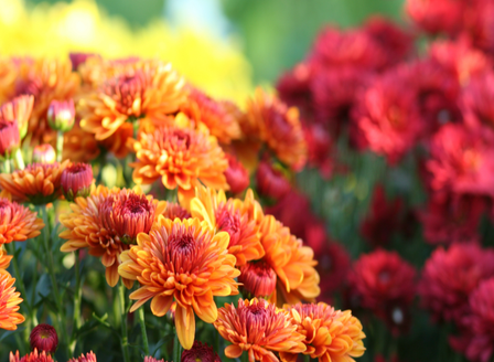 Elevate Your Garden with Autumn Colour