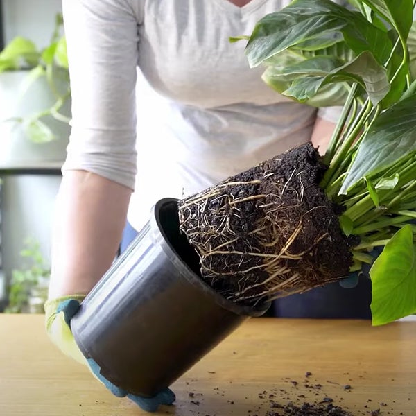 Repotting Indoor Plants