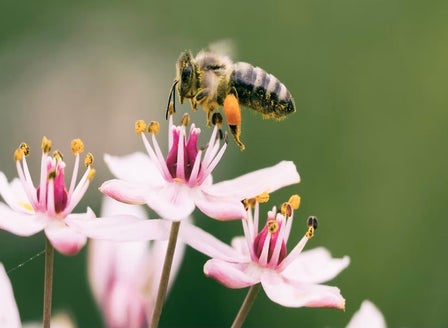 Flowering Guide for Bees