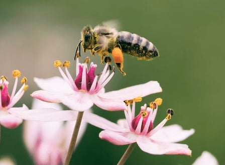 Flowering Guide for Bees
