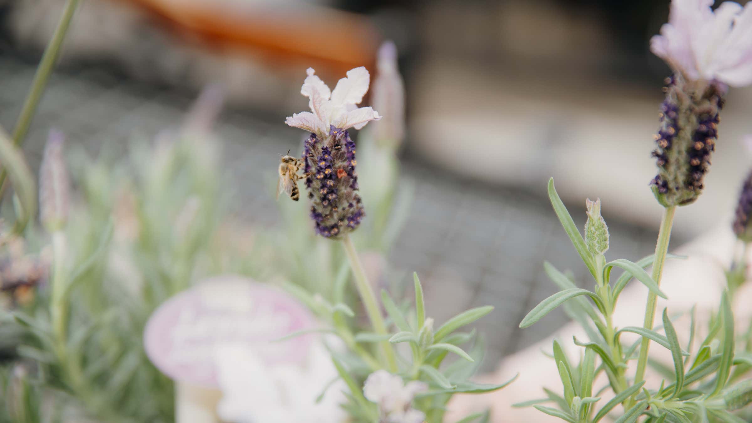 Bee Guide February