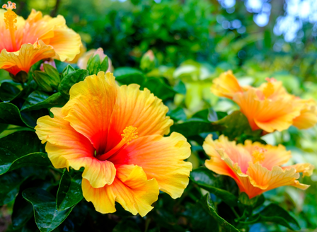 Escape To The Tropics With Hibiscus