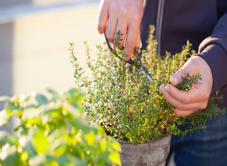 Herb Gardening