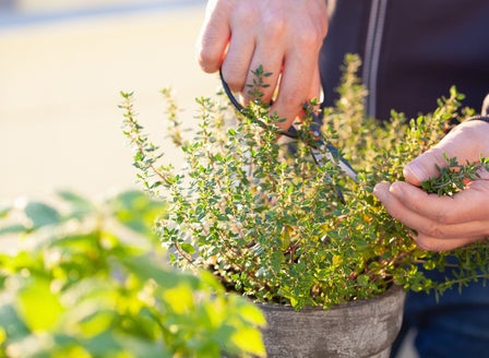 Herb Gardening