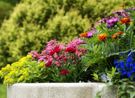Adding Colour to Your Garden: A Guide to Annuals and Perennials
