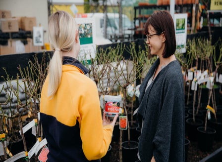 Rose Tips for Beautiful Blooms