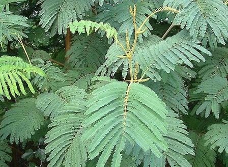 Brush Wattle