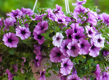 Elevate Your Garden with Patio Colour