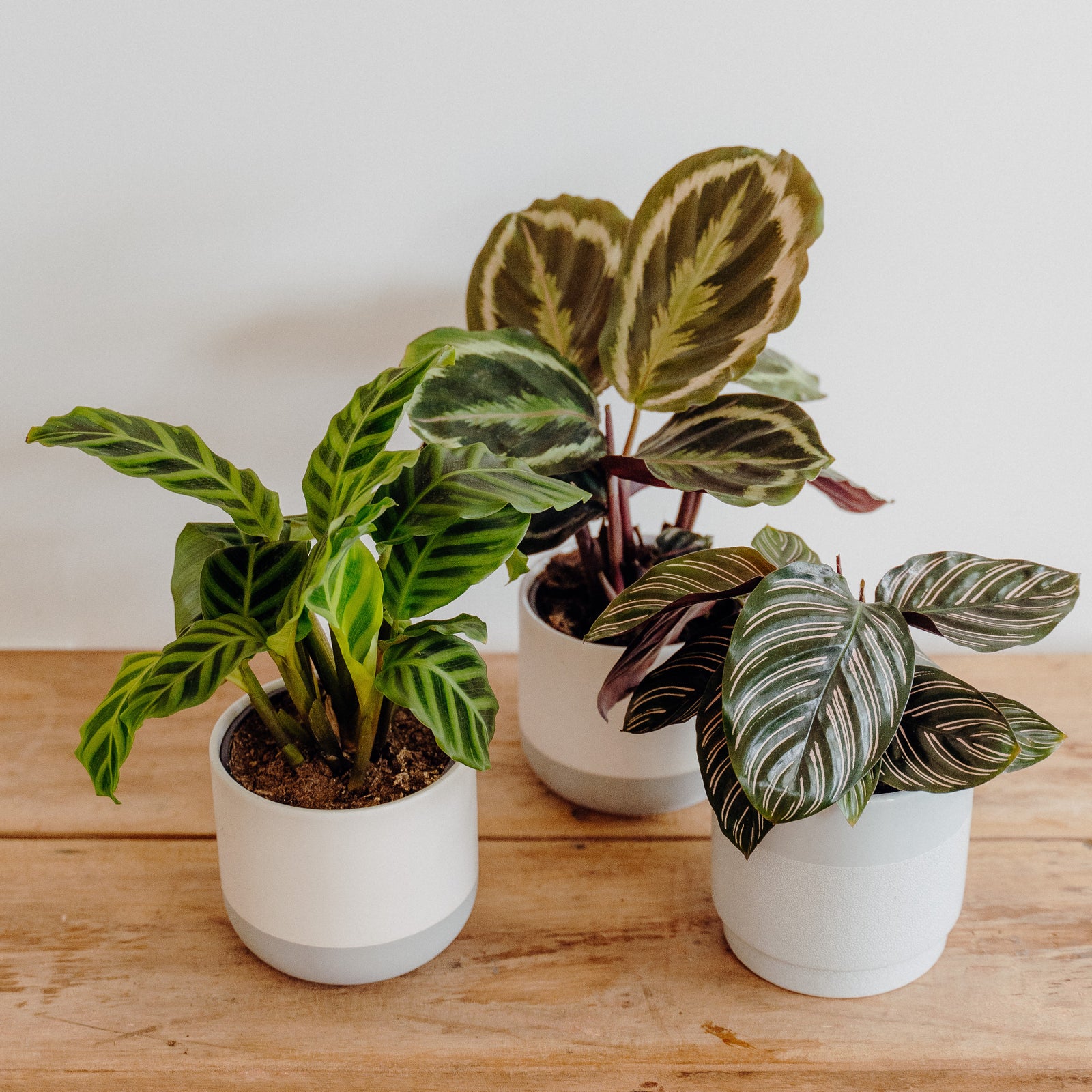 Top Houseplants for the Bathroom