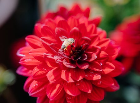 Bee Guide October