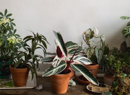 Winter Care Tips for Your Indoor Plants