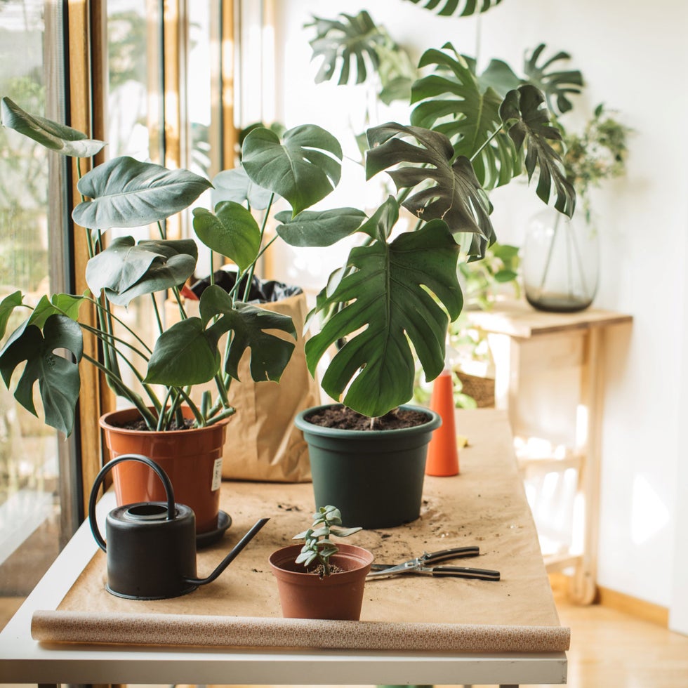 Image showcasing Spring Tips For Indoor Plants