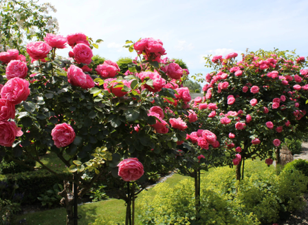 Blooming Beauties - Loving Roses