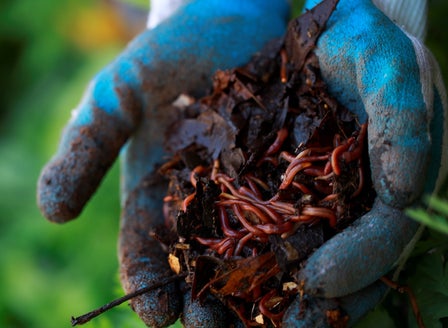 A Beginner's Guide to Worm Farms