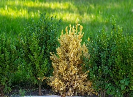 Buxus Blight