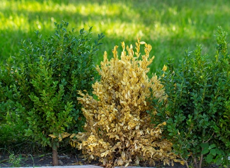 Buxus Blight