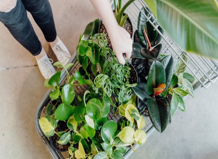 Indoor Plant Care Guide