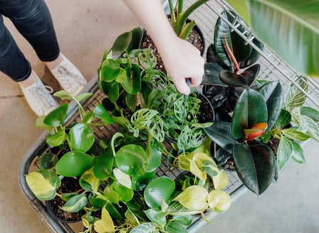 Indoor Plant Care Guide
