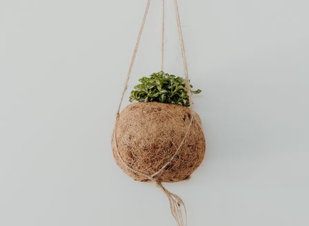 A Beginner's Guide to Kokedama