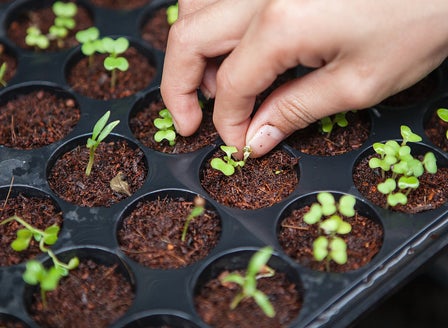 A Quick Guide to Growing From Seed