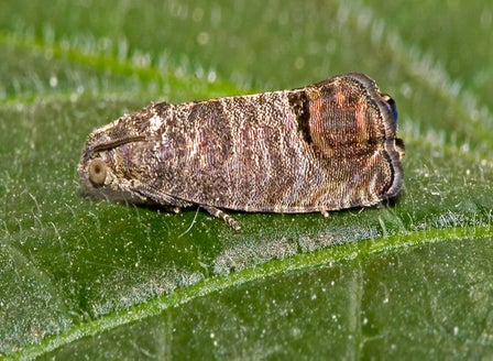 Codling Moth