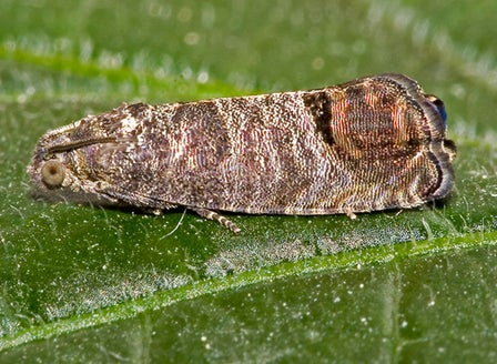 Codling Moth