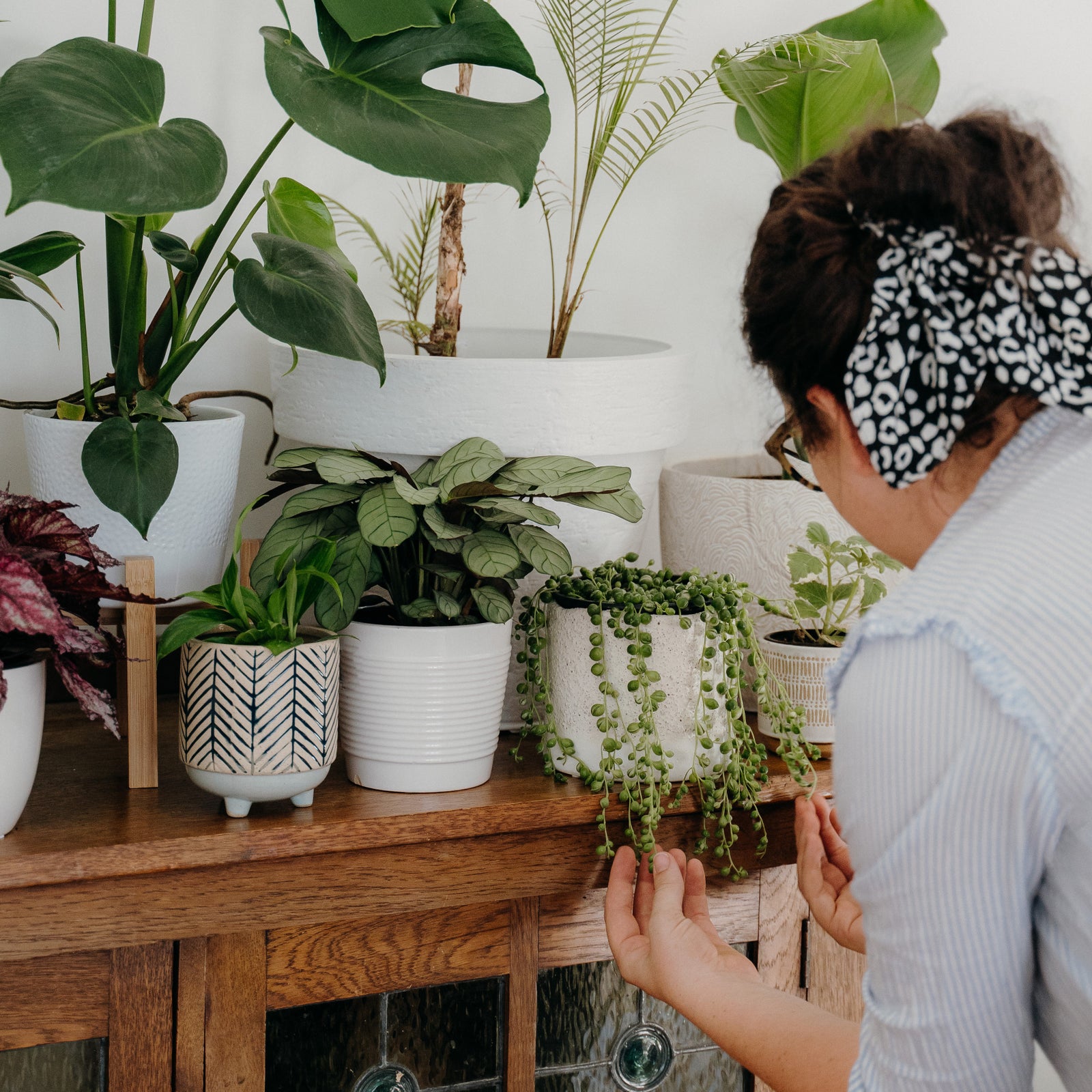 Bring Nature in with Indoor Plants