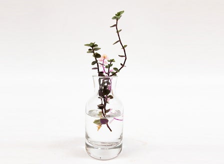 A Quick Guide to Propagation from Cuttings