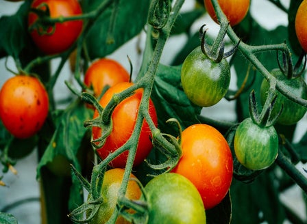 Our Top Veggies for Growing in Pots