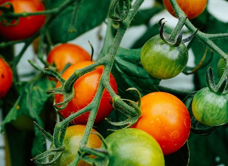 Our Top Veggies for Growing in Pots