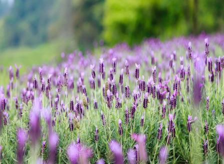 Celebrating the Beauty of Lavender