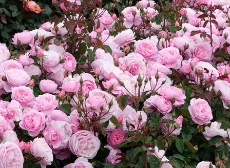 Our Top Rose Varieties
