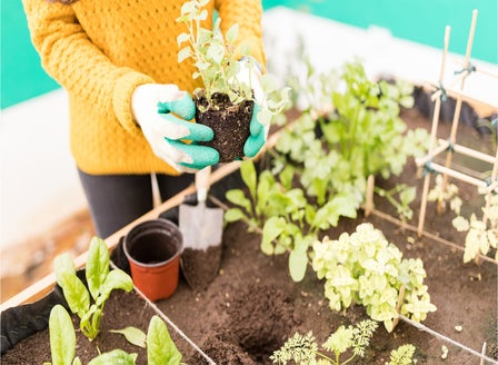 Companion Planting