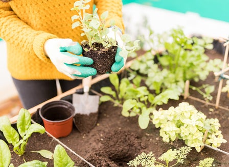 Companion Planting